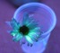 Флуоресцентна боя за цветя
